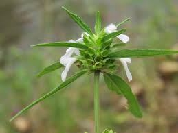 Common Leucas(Leucas aspera (Will.) Spreng.)